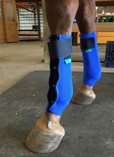 equicrown compression wraps.
